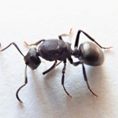 Polyrhachis sp. (genus) at Cook, ACT - 7 Jul 2019 04:37 PM