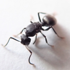 Polyrhachis sp. (genus) at Cook, ACT - 7 Jul 2019 04:37 PM