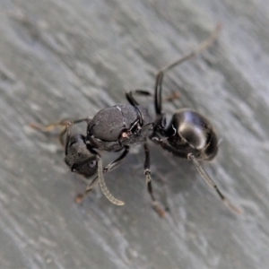 Polyrhachis sp. (genus) at Cook, ACT - 7 Jul 2019 04:37 PM