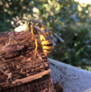 Vespula germanica at Pambula Preschool - 10 Jul 2019