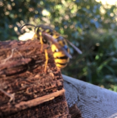 Vespula germanica (European wasp) at Pambula, NSW - 10 Jul 2019 by DonneMunn