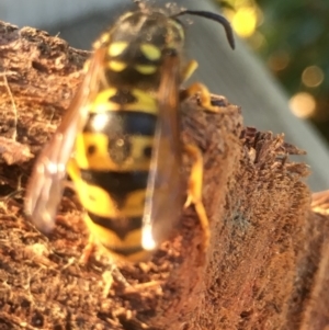 Vespula germanica at Pambula Preschool - 10 Jul 2019