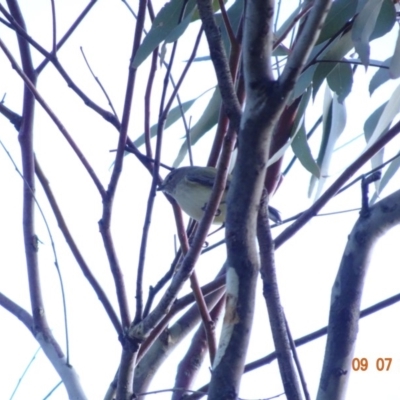 Smicrornis brevirostris (Weebill) at Red Hill Nature Reserve - 9 Jul 2019 by TomT