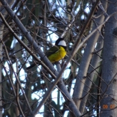 Pachycephala pectoralis (Golden Whistler) at Deakin, ACT - 9 Jul 2019 by TomT