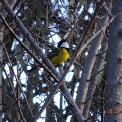 Pachycephala pectoralis (Golden Whistler) at Red Hill Nature Reserve - 9 Jul 2019 by TomT