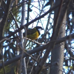 Pachycephala pectoralis at Deakin, ACT - 9 Jul 2019