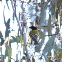 Pachycephala pectoralis at Deakin, ACT - 9 Jul 2019