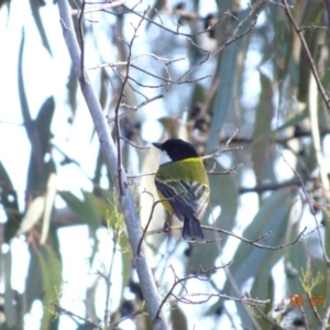 Pachycephala pectoralis at Deakin, ACT - 9 Jul 2019