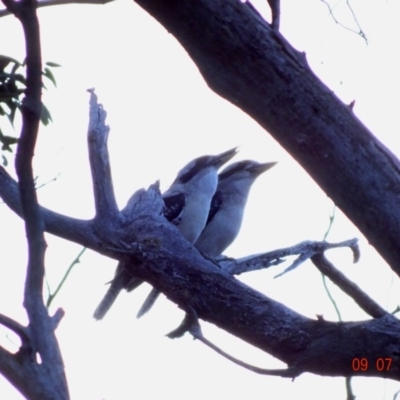 Dacelo novaeguineae (Laughing Kookaburra) at Red Hill Nature Reserve - 9 Jul 2019 by TomT