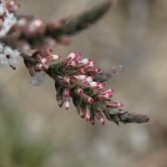 Styphelia attenuata at Fadden, ACT - 5 Jul 2019 11:04 AM