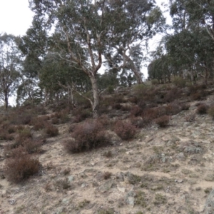 Styphelia attenuata at Fadden, ACT - 5 Jul 2019 11:04 AM