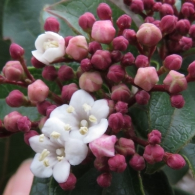 Viburnum tinus (Laurustinus) at Wanniassa Hill - 5 Jul 2019 by KumikoCallaway