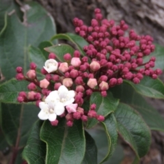 Viburnum tinus at Fadden, ACT - 5 Jul 2019