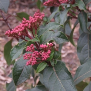 Viburnum tinus at Fadden, ACT - 5 Jul 2019