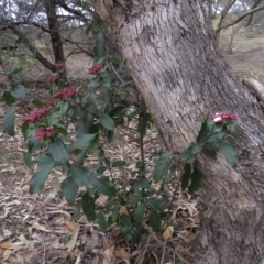 Viburnum tinus at Fadden, ACT - 5 Jul 2019