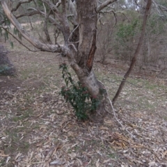 Viburnum tinus at Fadden, ACT - 5 Jul 2019