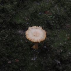 Lichenomphalia chromacea (Yellow Navel) at Wanniassa Hill - 5 Jul 2019 by KumikoCallaway