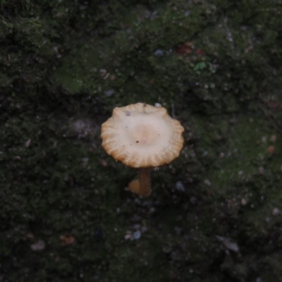 Lichenomphalia chromacea (Yellow Navel) at Fadden, ACT - 5 Jul 2019 by KumikoCallaway