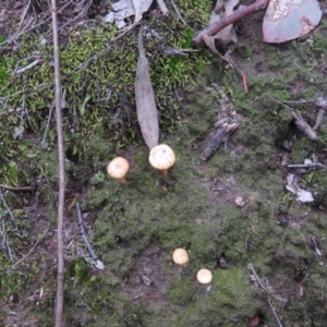 Lichenomphalia chromacea at Fadden, ACT - 5 Jul 2019