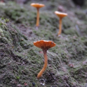 Lichenomphalia chromacea at Fadden, ACT - 5 Jul 2019 11:46 AM