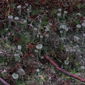 Cladonia sp. (genus) at Fadden, ACT - 5 Jul 2019