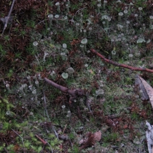 Cladonia sp. (genus) at Fadden, ACT - 5 Jul 2019