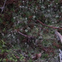 Cladonia sp. (genus) at Fadden, ACT - 5 Jul 2019