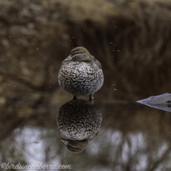Chenonetta jubata (Australian Wood Duck) at Aranda, ACT - 7 Jul 2019 by JonSteinbeck