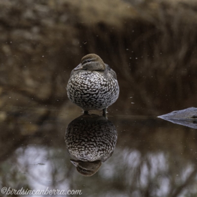 Chenonetta jubata (Australian Wood Duck) at Aranda, ACT - 7 Jul 2019 by JonSteinbeck