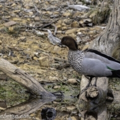 Chenonetta jubata at Aranda, ACT - 7 Jul 2019 07:46 AM