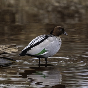 Chenonetta jubata at Aranda, ACT - 7 Jul 2019 07:46 AM