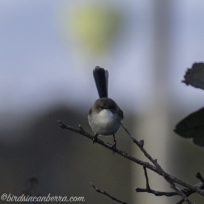 Malurus cyaneus (Superb Fairywren) at Dunlop, ACT - 7 Jul 2019 by JonSteinbeck