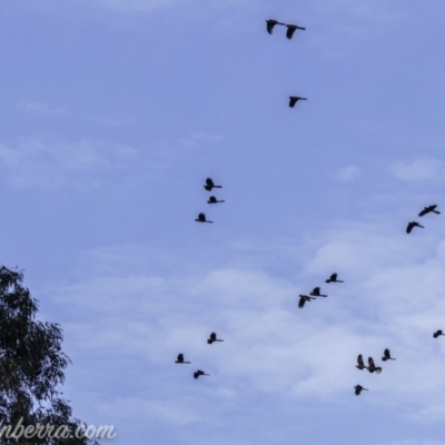 Zanda funerea (Yellow-tailed Black-Cockatoo) at Dunlop, ACT - 7 Jul 2019 by JonSteinbeck
