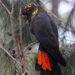 Calyptorhynchus lathami lathami (Glossy Black-Cockatoo) at Broulee Moruya Nature Observation Area - 8 Jul 2019 by LisaH