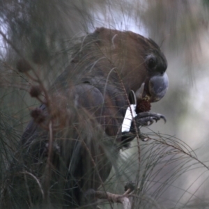 Calyptorhynchus lathami lathami at Moruya, NSW - suppressed
