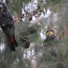 Calyptorhynchus lathami lathami at Moruya, NSW - 8 Jul 2019