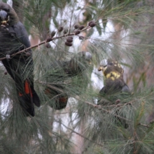 Calyptorhynchus lathami at Moruya, NSW - 8 Jul 2019