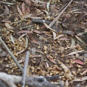 Calyptorhynchus lathami lathami at Moruya, NSW - 8 Jul 2019