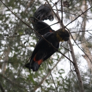 Calyptorhynchus lathami at Moruya, NSW - 8 Jul 2019