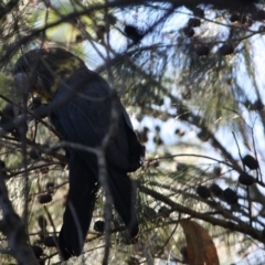 Calyptorhynchus lathami (Glossy Black-Cockatoo) at Moruya, NSW - 10 Jul 2019 by LisaH