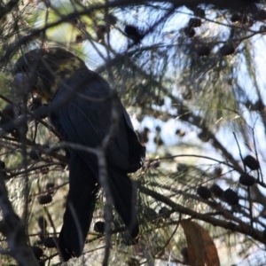 Calyptorhynchus lathami lathami at Moruya, NSW - suppressed