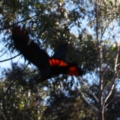 Calyptorhynchus lathami lathami at Moruya, NSW - suppressed