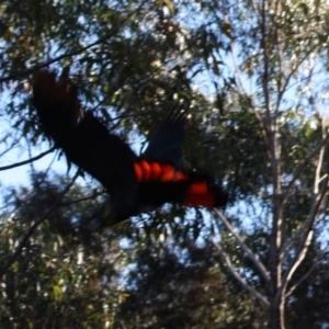 Calyptorhynchus lathami at Moruya, NSW - 10 Jul 2019