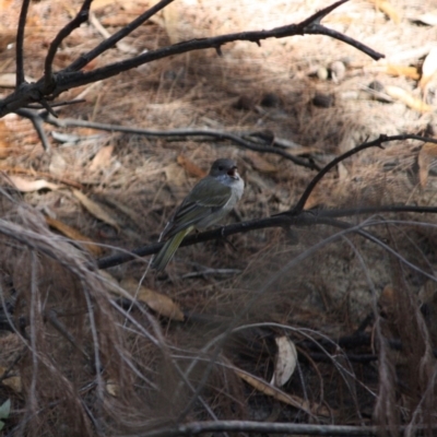 Pachycephala pectoralis (Golden Whistler) at Moruya, NSW - 8 Jul 2019 by LisaH