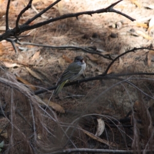 Pachycephala pectoralis at Moruya, NSW - 8 Jul 2019