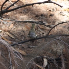 Pachycephala pectoralis at Moruya, NSW - 8 Jul 2019