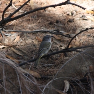 Pachycephala pectoralis at Moruya, NSW - 8 Jul 2019