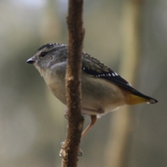 Pardalotus punctatus (Spotted Pardalote) at Broulee Moruya Nature Observation Area - 8 Jul 2019 by LisaH