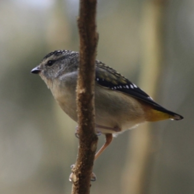 Pardalotus punctatus (Spotted Pardalote) at Moruya, NSW - 8 Jul 2019 by LisaH