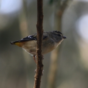 Pardalotus punctatus at Moruya, NSW - 8 Jul 2019